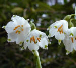 The snowpake - Leucojum vernum flower closeup